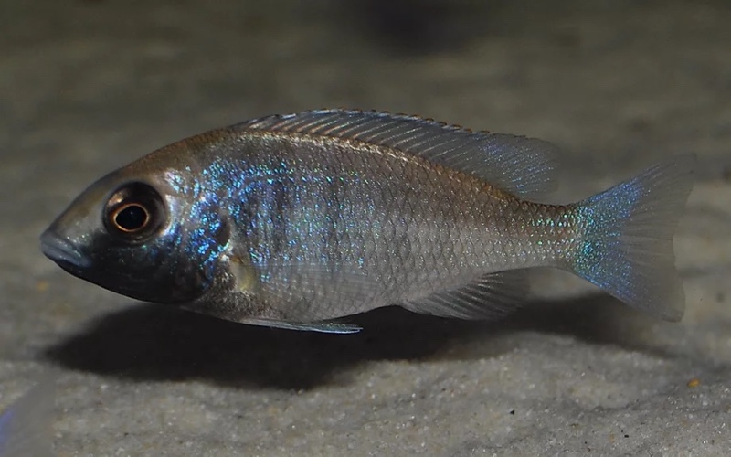 Placidochromis sp. 'phenochilus gissel' Gome